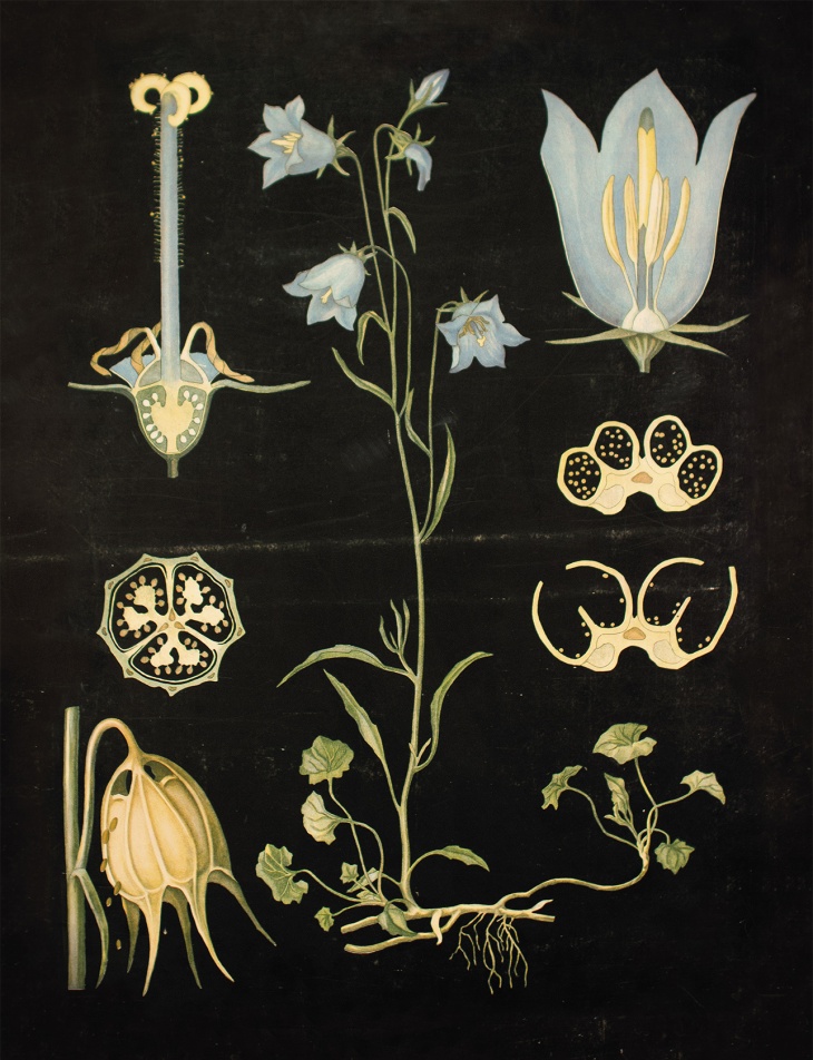 Ebba Masalin Kissankello Ebba Masalin Kissankello